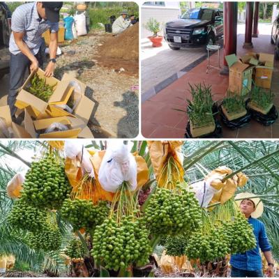 Chà là mô Barhee Vàng